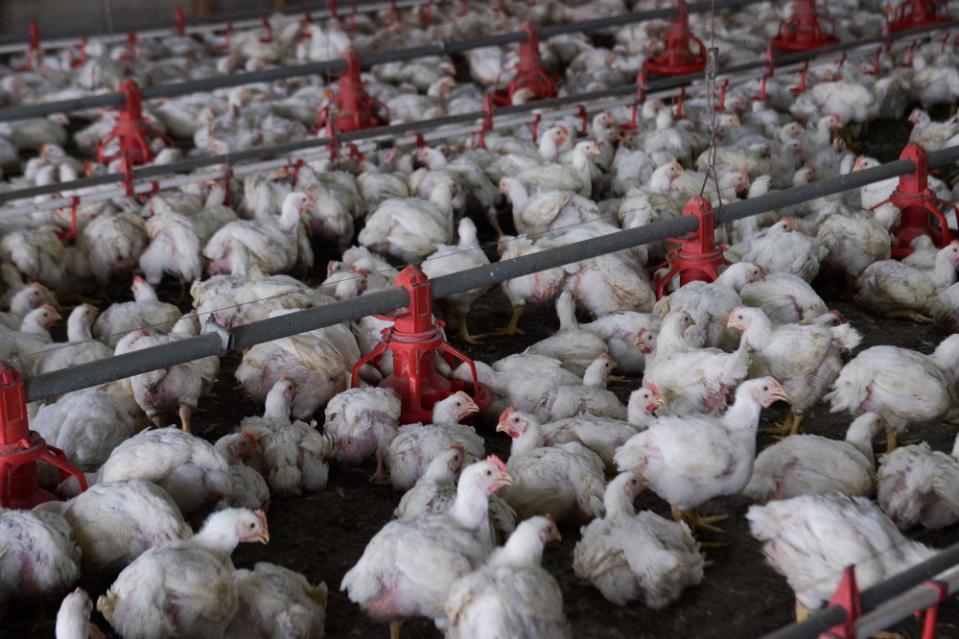 Broiler chickens are seen at a poultry farm in Sepang June 2, 2022. —  Picture by Miera Zulyana