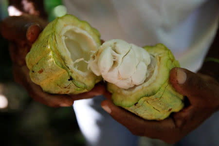 Yoffre Echarri holds an opened cocoa pod at his plantation in Caruao, Venezuela October 24, 2017. REUTERS/Carlos Garcia Rawlins