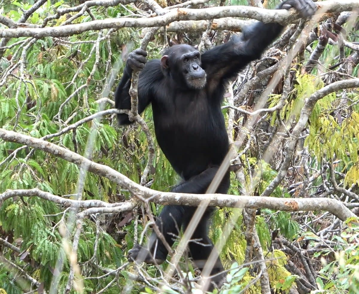 An adult male chimpanzee walks upright in the open canopy, characteristic of the Issa Valley habitat (Rhianna C Drummond-Clarke)
