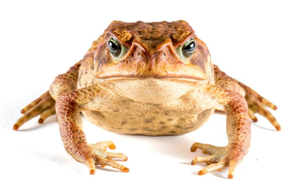 A Rhinella bella, or beautiful cane toad.