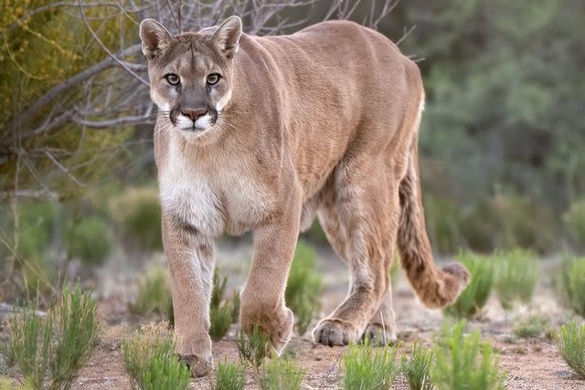 <p>Getty</p> A stock image of a cougar