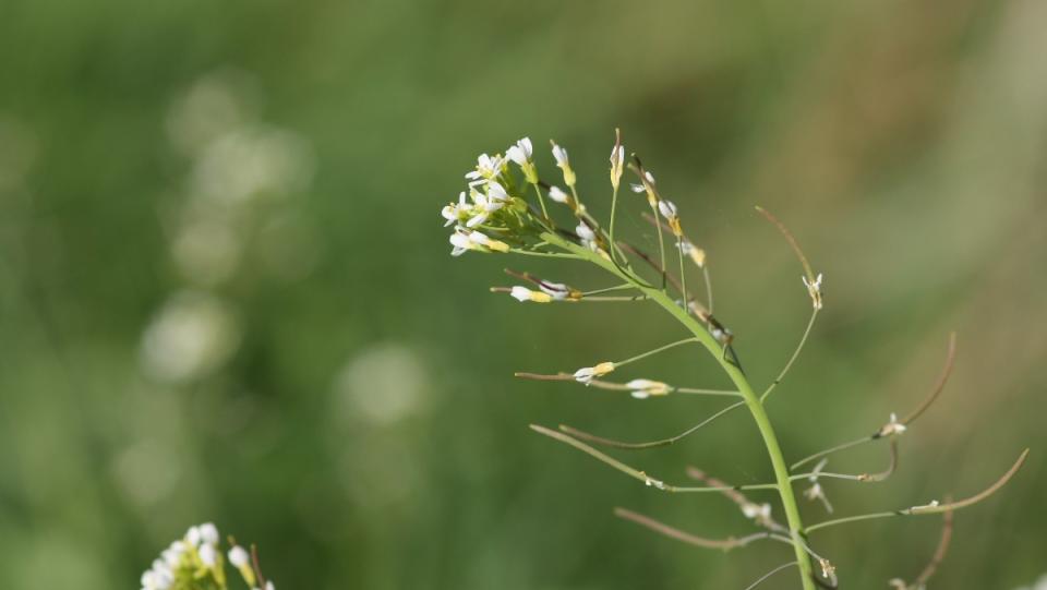 photo of thale cress plant 