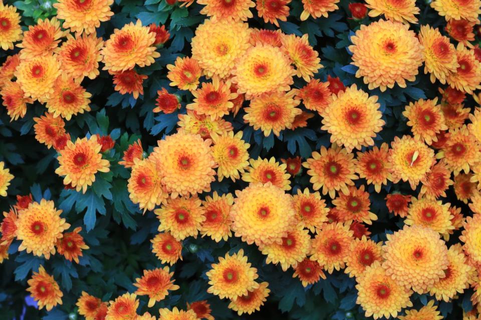 <p>A popular choice for many gardens, chrysanthemums offer valuable late flowers in September and October. We couldn't think of anything lovelier than spotting them from your kitchen window. </p><p><a class="link " href="https://www.dobies.co.uk/flowers/flower-seeds/all/chrysanthemum-dobies-rainbow-mixed_mh-2939" rel="nofollow noopener" target="_blank" data-ylk="slk:BUY NOW VIA DOBIES;elm:context_link;itc:0;sec:content-canvas">BUY NOW VIA DOBIES</a></p>