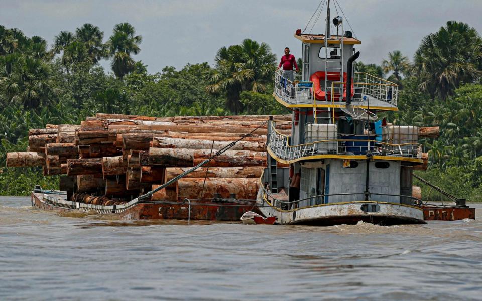 A vessel transports logs on a raft along the Murutipucu River