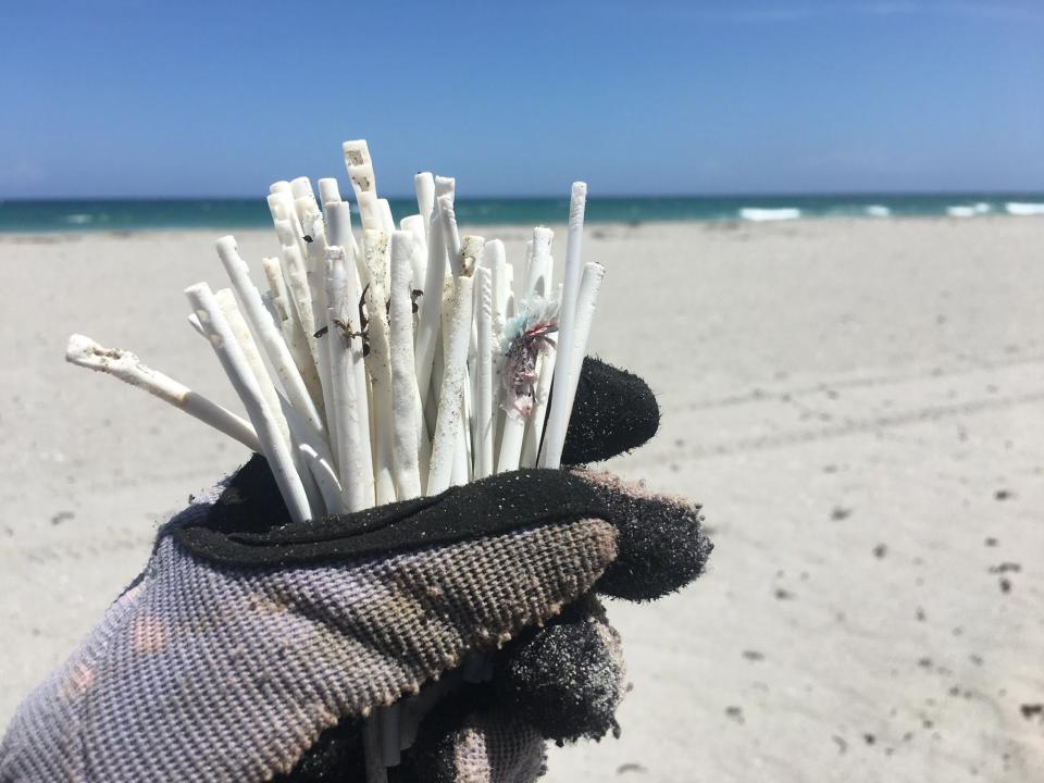 Plastic lollipop sticks collected by the Friends of Palm Beach on Palm Beach.