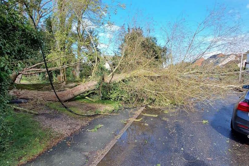 The fallen oak tree was blocking the road to all traffic -Credit:Essex Police