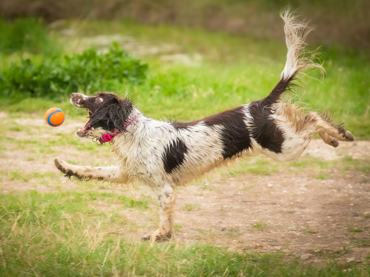 Dog running after ball