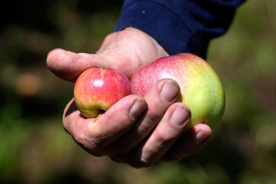 Spencer Morrison of Sowams Cider Works holds Kerr crab and Foxwhelp apples, two of several varieties he grows.