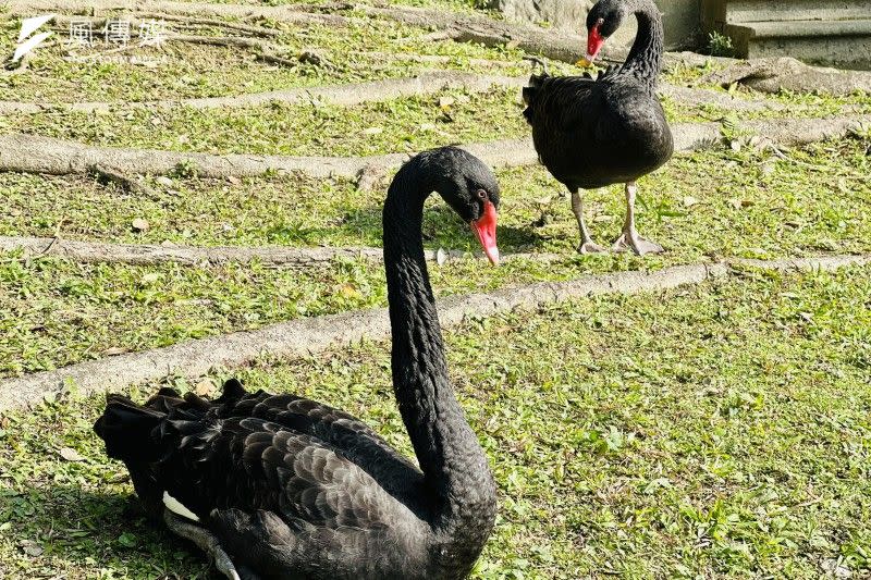 <cite>台北賓館日式庭院的黑天鵝。（簡恒宇攝）</cite>