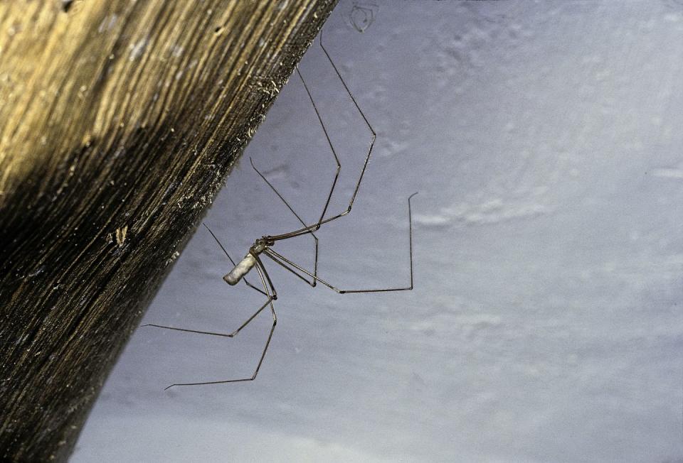 4) Cellar Spider (a.k.a. Daddy Long Legs)