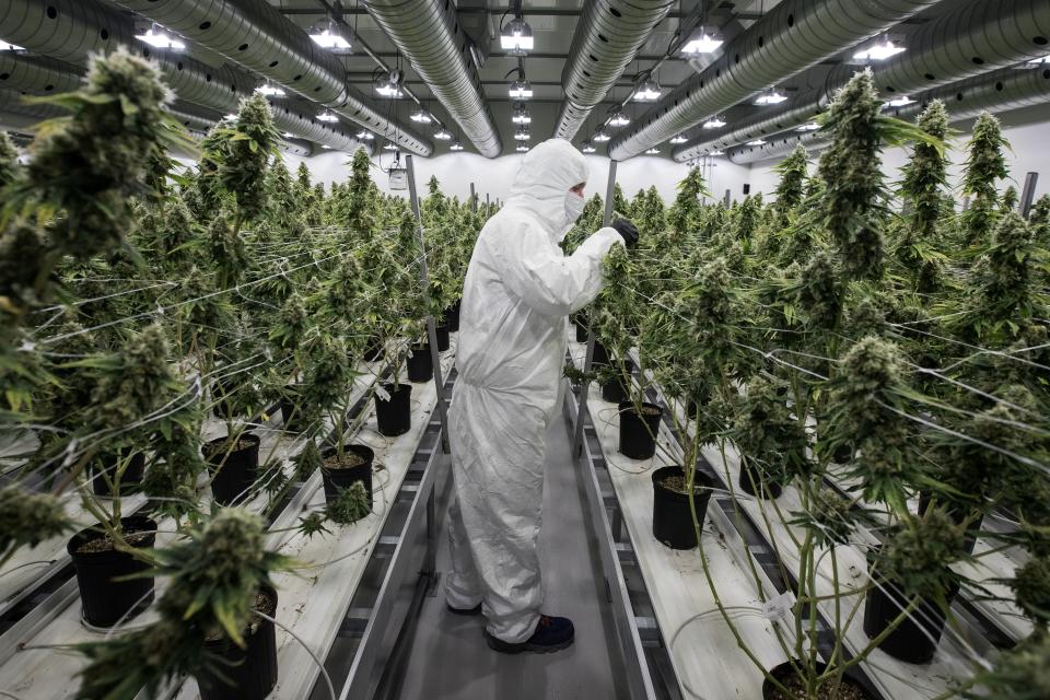 An employee with medicinal marijuana plants in the flowering room at Tweed INC. in Smith Falls, Ontario, on December 5, 2016. / AFP / Lars Hagberg (Photo credit should read LARS HAGBERG/AFP/Getty Images)