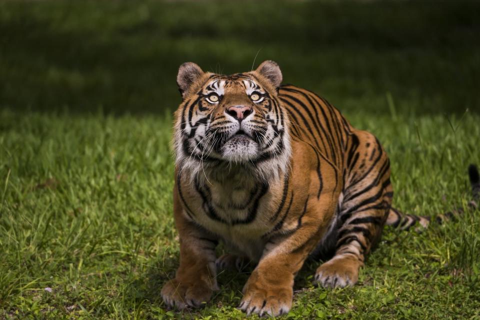 Sumatran Tiger