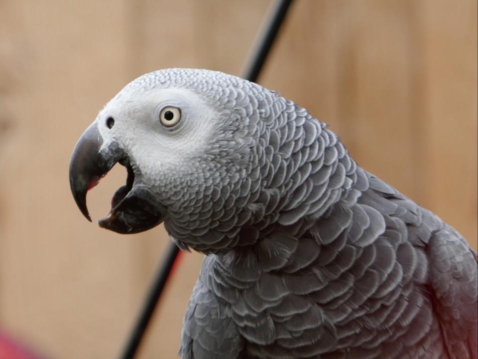 Five foul-mouthed African grey parrots had to be removed from public view in Lincolnshire Wildlife Park after they swore at customers (Getty Images/iStockphoto)