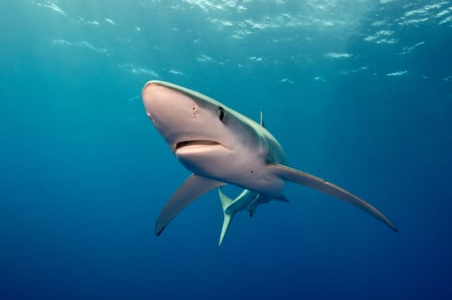 BLUE SHARK