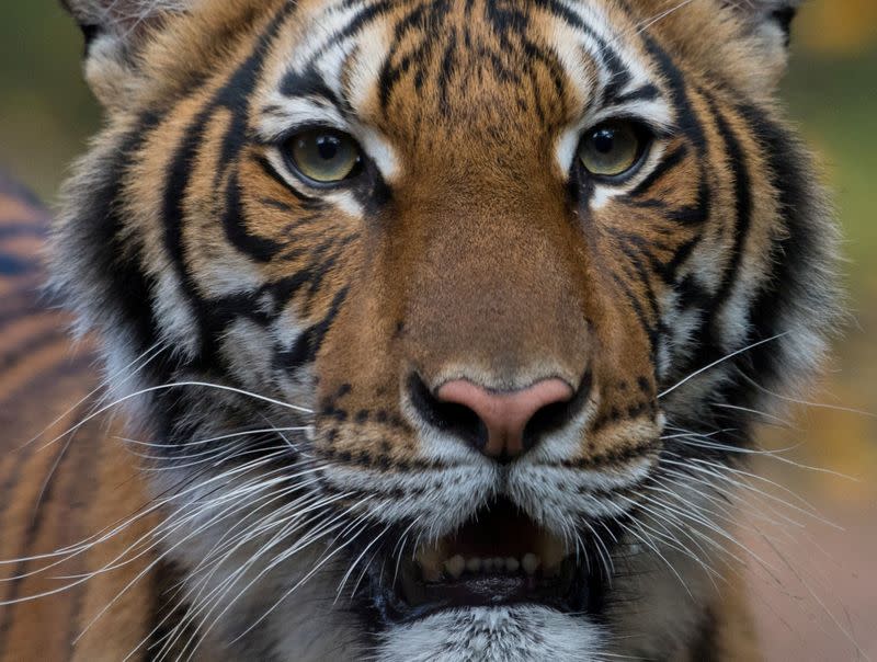 Undated handout photo of a Malayan tiger