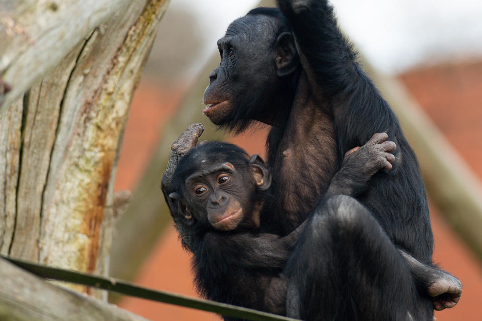 <p>Bonobo apes, including 18-month-old Lola, enjoy treats at Twycross Zoo in Little Orton, Leicestershire, to mark Mother's Day which falls on Sunday March 14. Picture date: Thursday March 11, 2021.</p>
