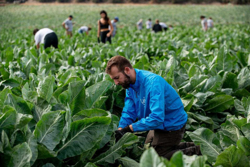 The author, Alex Weisler, works at a cauliflower farm in Hatzav, Israel — one of thousands of volunteers engaged and trained by JDC to respond to the economic toll of the ongoing Israel-Hamas war and loss of workforce that has been recruited into the military.