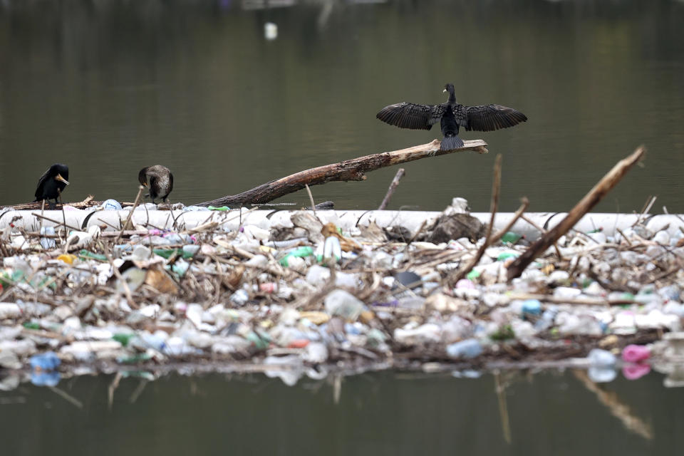 Birds are seen resting on branches next to tons of waste floating on Lim river near Priboj, Serbia, Monday, Jan. 30, 2023. Plastic bottles, wooden planks, rusty barrels and other garbage dumped in poorly regulated riverside landfills or directly into the rivers accumulated during high water season, behind a trash barrier in the Lim river in southwestern Serbia. (AP Photo/Armin Durgut)