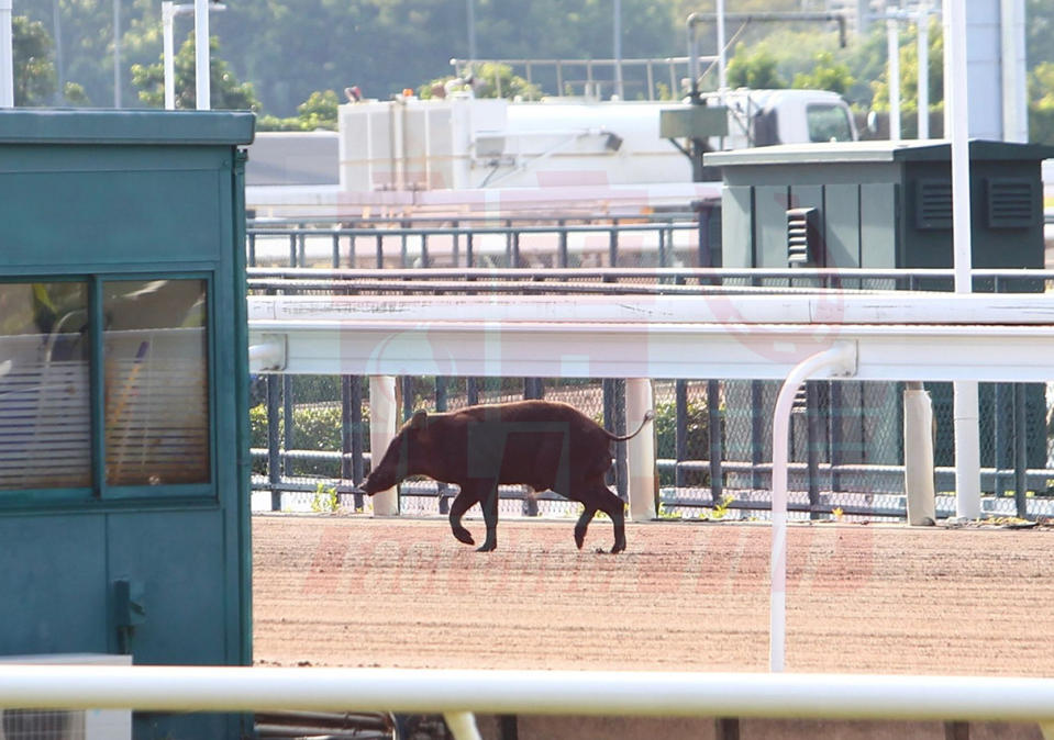 今早有野豬走進沙田馬場，未知和被指傷人的野豬否同一隻。（圖片來源：競馬）