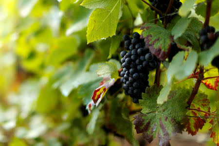 FILE PHOTO:Grapes are pictured at the Bollinger vineyard during the traditional Champagne wine harvest in Ay, France, September 23, 2016. REUTERS/Benoit Tessier/File Photo