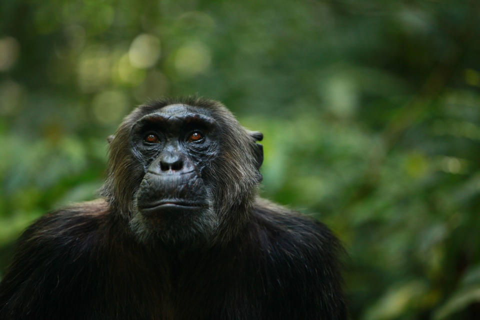 An adult male chimpanzee in Kibale National Park, Uganda. <cite>Kevin Langergraber</cite>