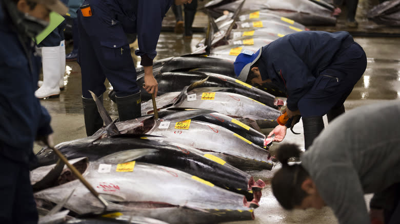 Row of bluefin tuna