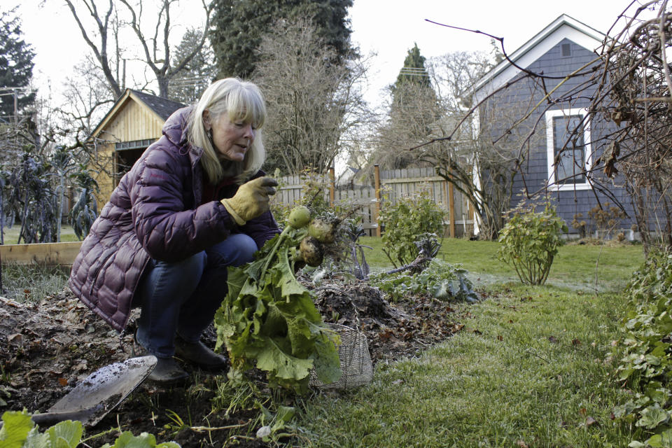 Susan Crowley, a 75-year-old retired attorney, works in her winter garden at her home in Hood River, Ore., on Jan. 23, 2021. Crowley submitted public comments to Oregon's vaccine advisory committee to criticize the state's controversial decision to vaccinate its teachers and early childhood care givers ahead of its oldest residents. Teachers in Oregon are eligible for the vaccine this week, two weeks ahead of the state's oldest residents and more than a month ahead of those between age 65 and 70. Oregon's decision underscores the difficult moral dilemma facing local and state public health officials as they weigh which populations need the vaccine most urgently amid a nationwide dose shortage. (AP Photo/Gillian Flaccus)