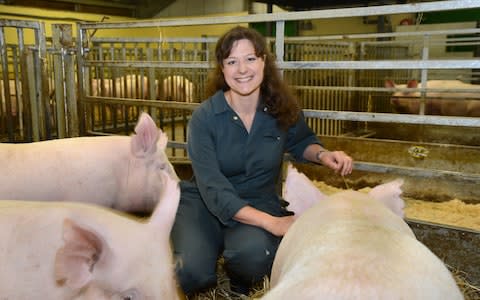 Dr Christine Tait-Burkard, of the University of Edinburgh’s Roslin Institute pictured with the GM pigs  - Credit: Norrie Russell 