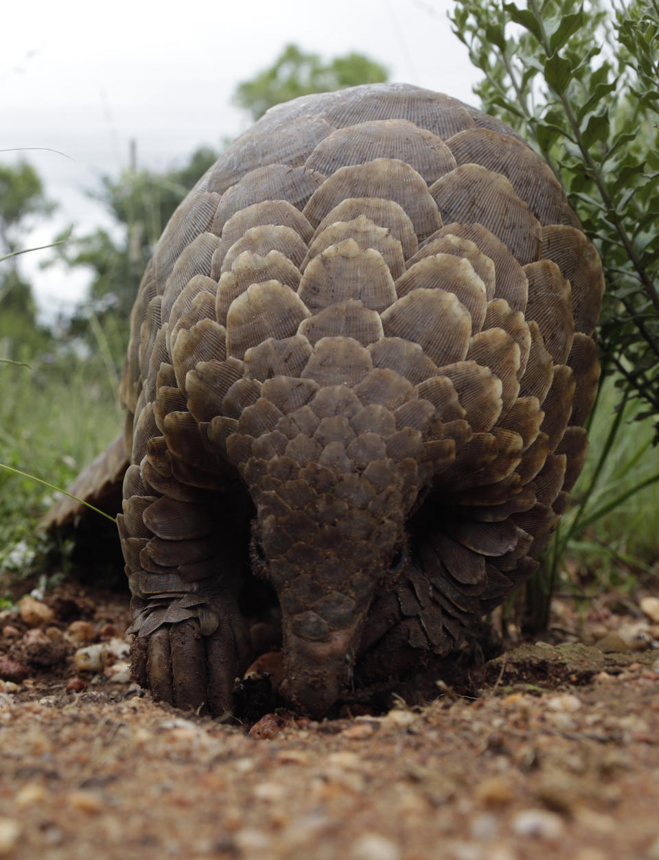 In this photo taken on Friday, Feb. 15, 2019, a pangolin looks for food on a private property in Johannesburg, South Africa. As World Pangolin Day is marked around the globe, Saturday, some conservationists in South Africa are working to protect the endangered animals, including caring for a few that have been rescued from traffickers. (AP Photo/Themba Hadebe)