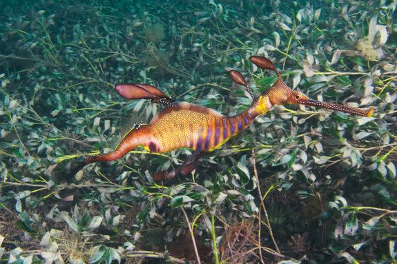 A Weedy Seadragon