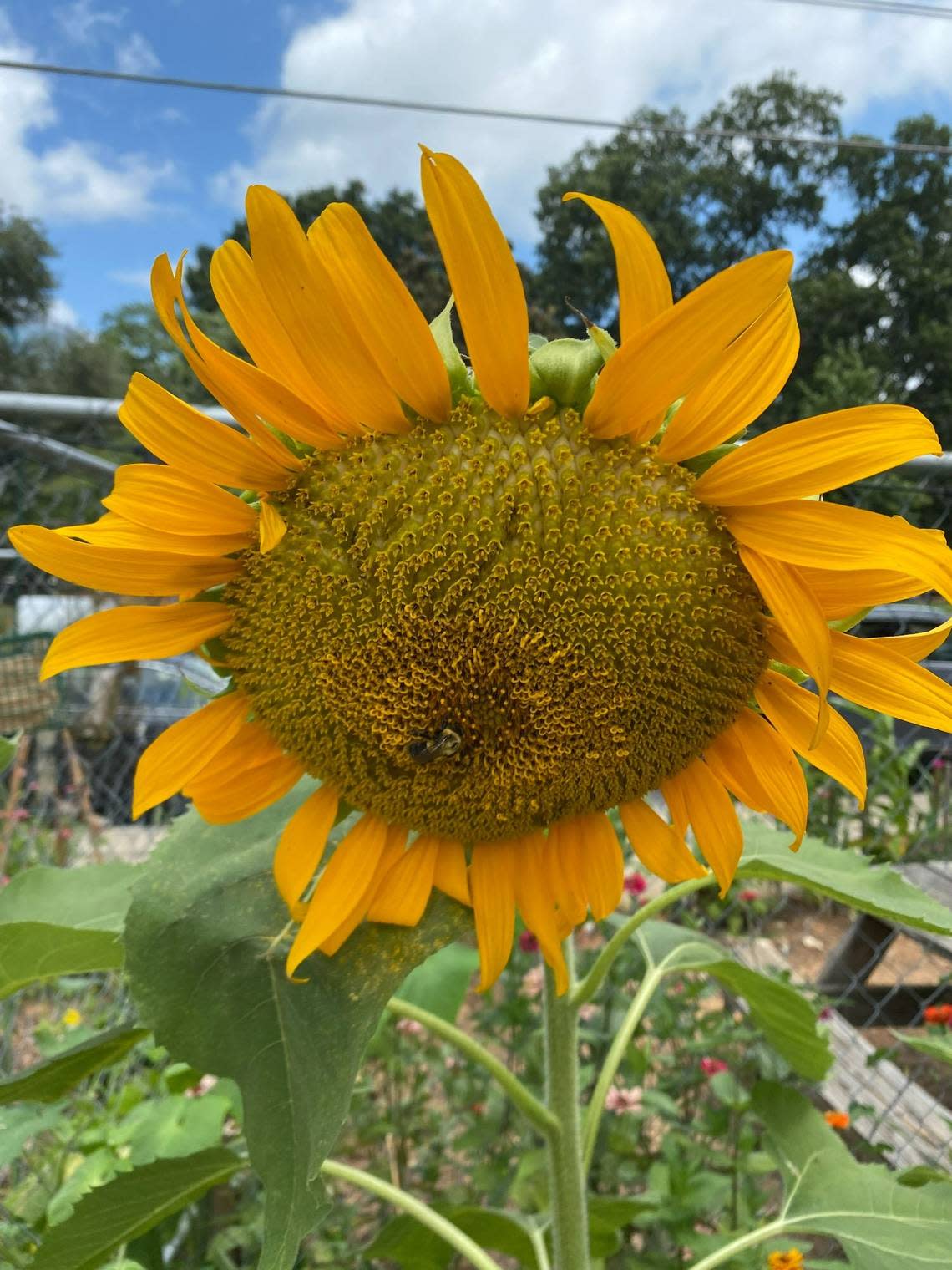 Tall sunflowers and zinnias planted by volunteers from Berkeley Cafe brighten a lingering construction site in downtown Raleigh.