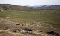 Pronghorn antelope are seen in a view of reclaimed land in the area of Little Rawhide Creek as seen during a tour of Peabody Energy's Rawhide coal mine near Gillette, Wyoming, U.S. June 1, 2016. REUTERS/Kristina Barker