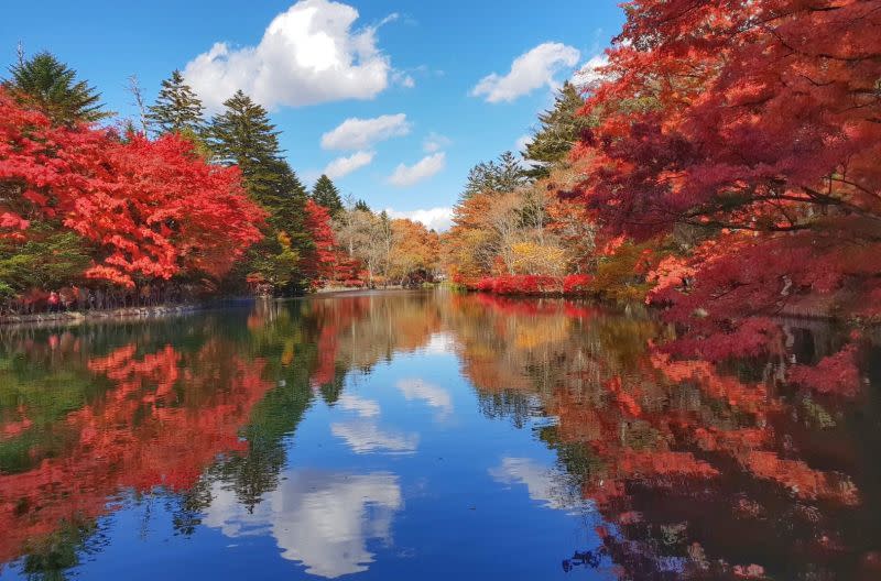 ▲長汎假期推出「東京紅葉狩5日」帶您前往關東賞楓名所高尾山、河口湖紅葉迴廊等地，欣賞大地織出的橘紅錦緞。（圖／業者提供）