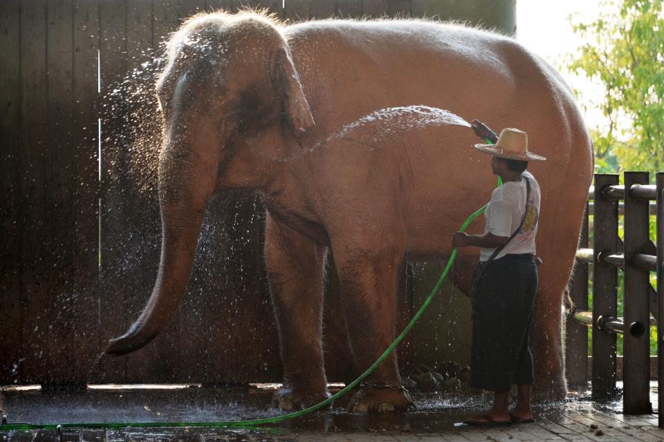 A caretaker bathes a white elephant in the compound of the Uppatasanti pagoda in Naypyidaw on April 17, 2020. (Photo by Thet Aung / AFP) (Photo by THET AUNG/AFP via Getty Images)