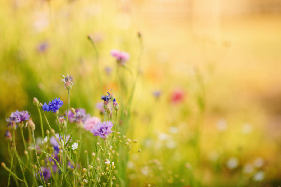 Wildflowers in overgrown grass