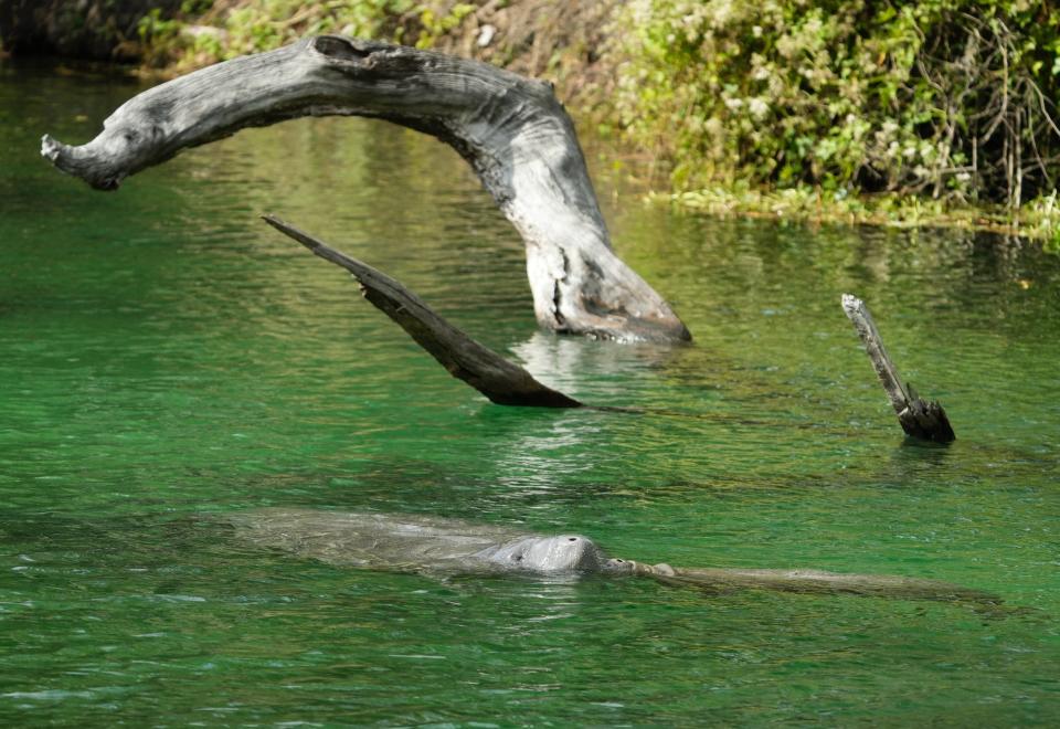 Manatees have flocked this week to Blue Spring State Park in Orange City, where 705 of them were counted on Thursday morning.