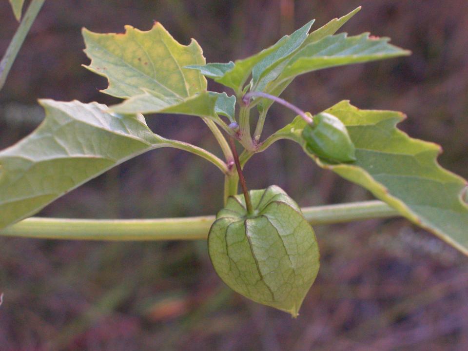 Chinese lantern is a member of the nightshade family