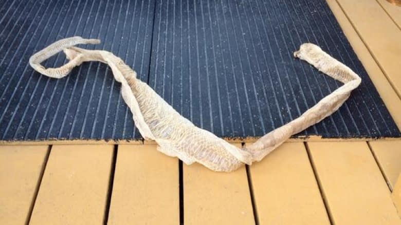 Fresh boa constrictor skin found by man in front yard