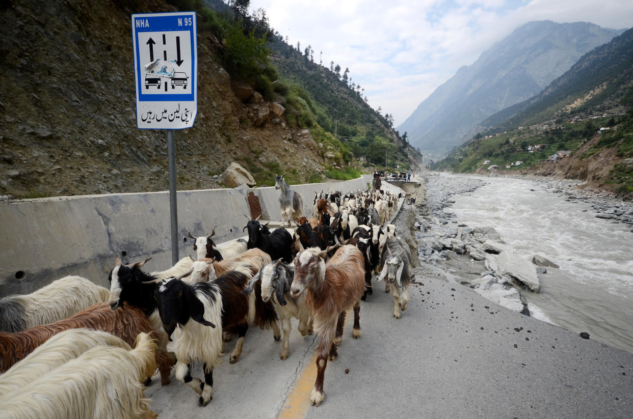 Goats make their way through a flood disaster area in Swat, Pakistan