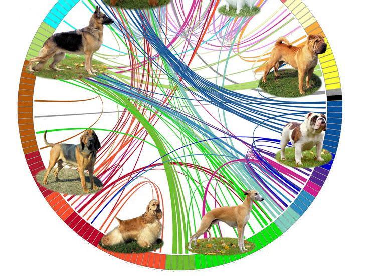 A diagram representing the genetic analysis of dog breeds: NIH Dog Genome Project