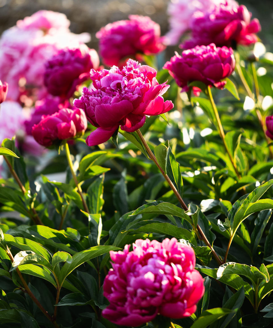 pink peonies in flower in a garden