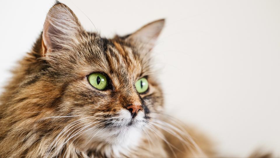 Norwegian forest cat