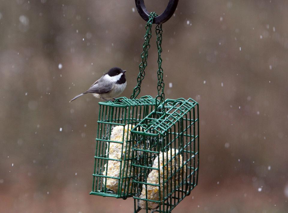 A Carolina chickadee eats from a bird feeder. Chickadees can be found in Indiana year-round.