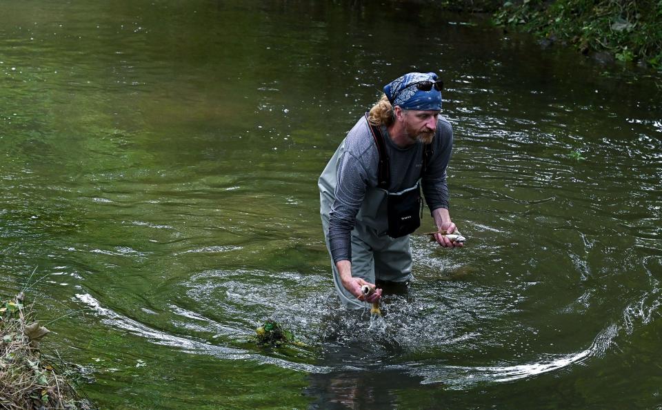 Jason Cessna of the Maryland Department of Natural Resources takes dead fish out of Beaver Creek on Tuesday. A large number of brown and rainbow trout were found dead in the creek.