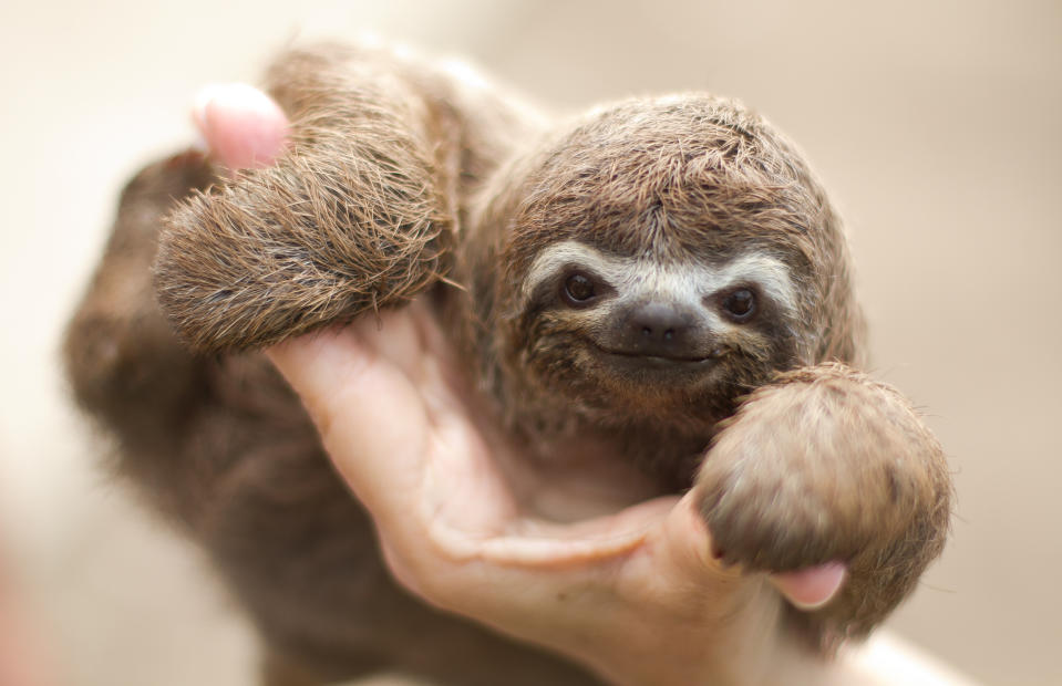 Tiny sloth