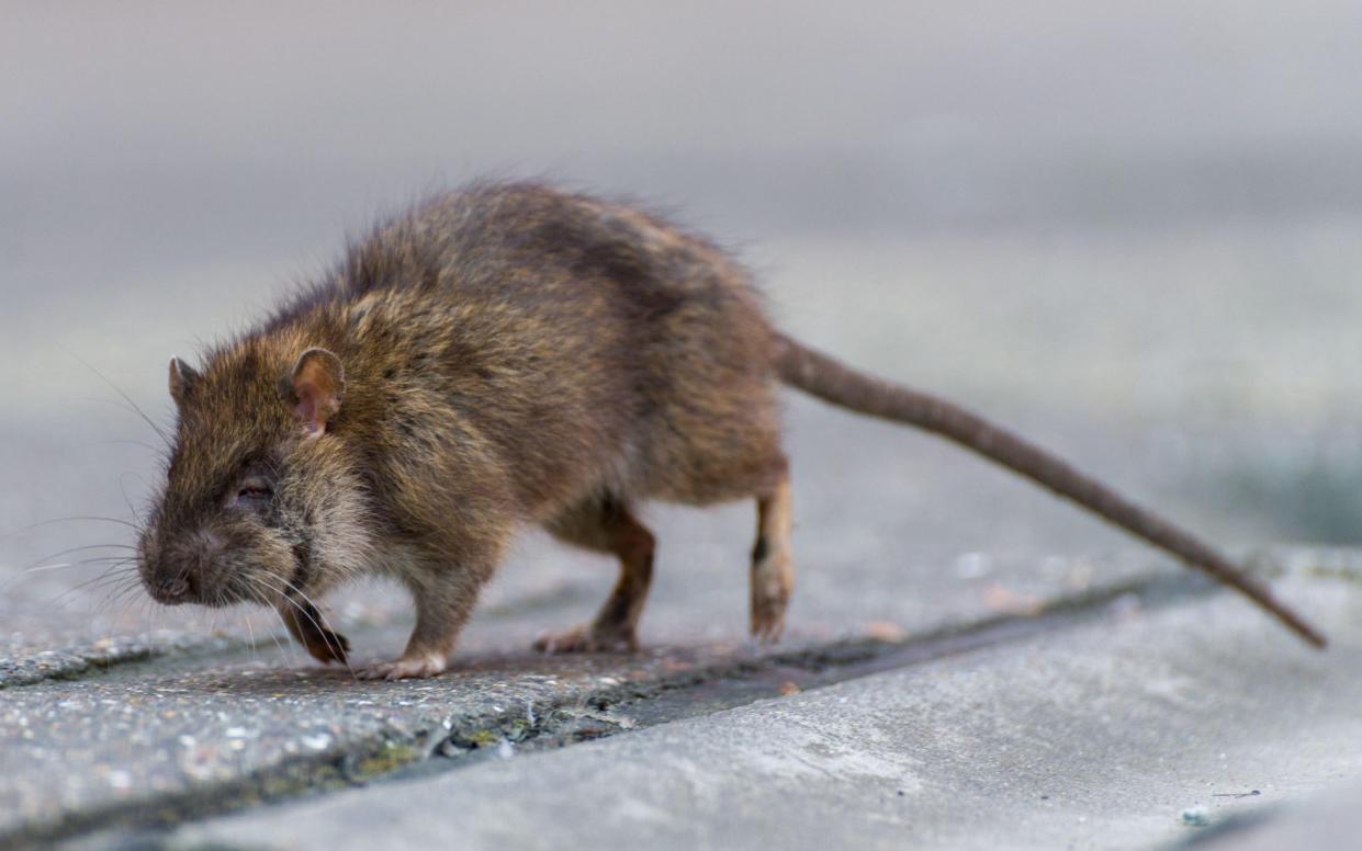 Rat - Alamy