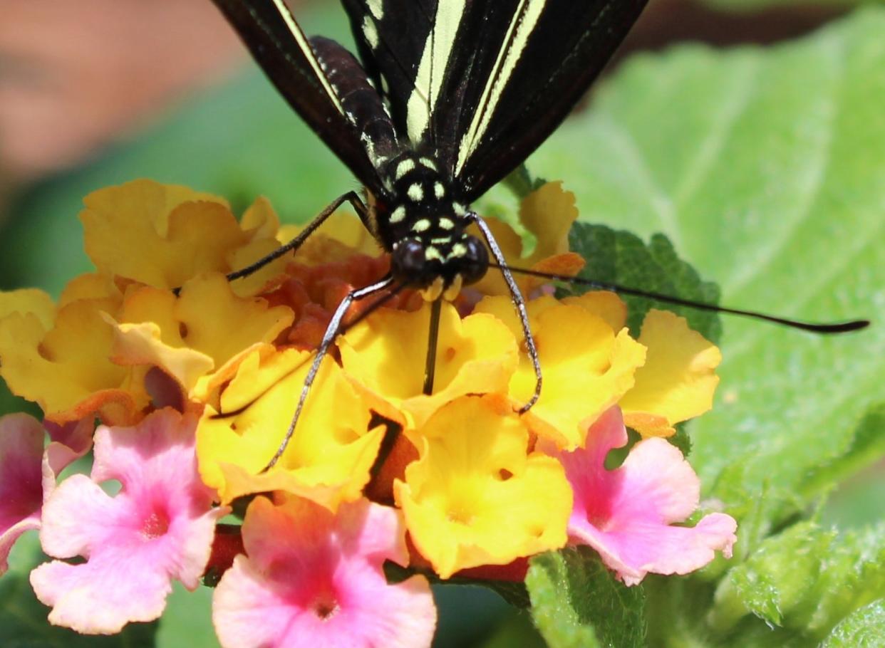 A zebra longwing [Heliconius charithonia] feeds on nectar inside the Butterflies LIVE! exhibit at Lewis Ginter Botanical Garden in Richmond, Va.