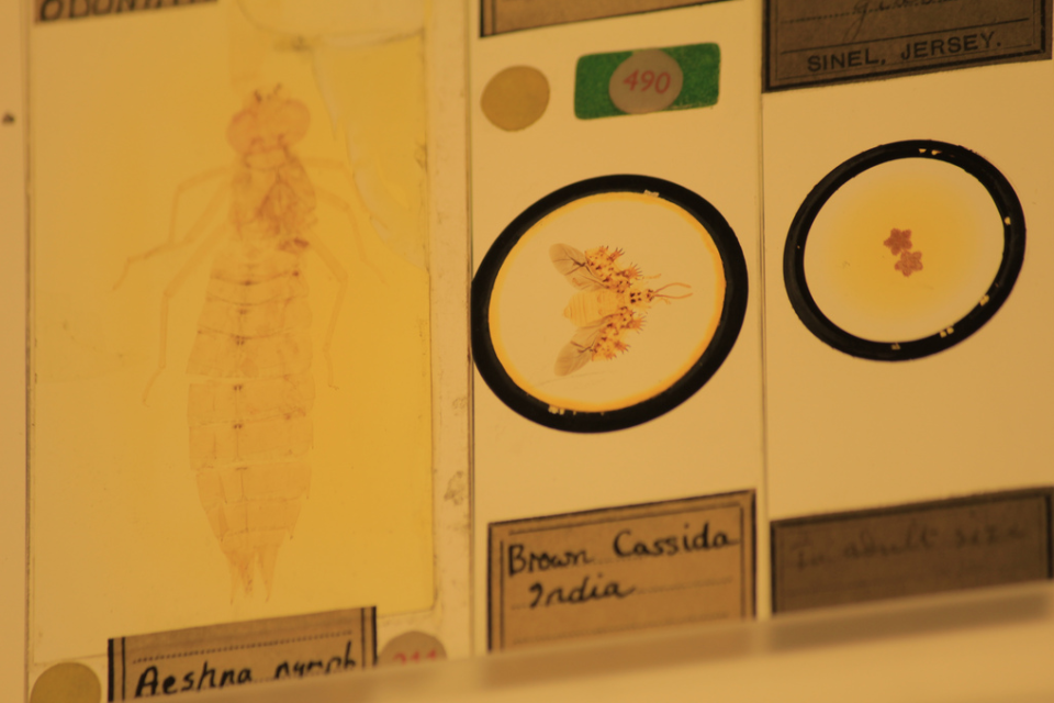 From left to right, microscope slides of a hawker dragonfly nymph slice, a tortoise beetle showing the wings and a pair of cushion stars. <a href="http://www.ucl.ac.uk/museums/zoology" rel="nofollow noopener" target="_blank" data-ylk="slk:(Courtesy of Robert Eagle, Grant Museum of ZoologyUCL;elm:context_link;itc:0;sec:content-canvas" class="link ">(Courtesy of Robert Eagle, Grant Museum of ZoologyUCL</a>