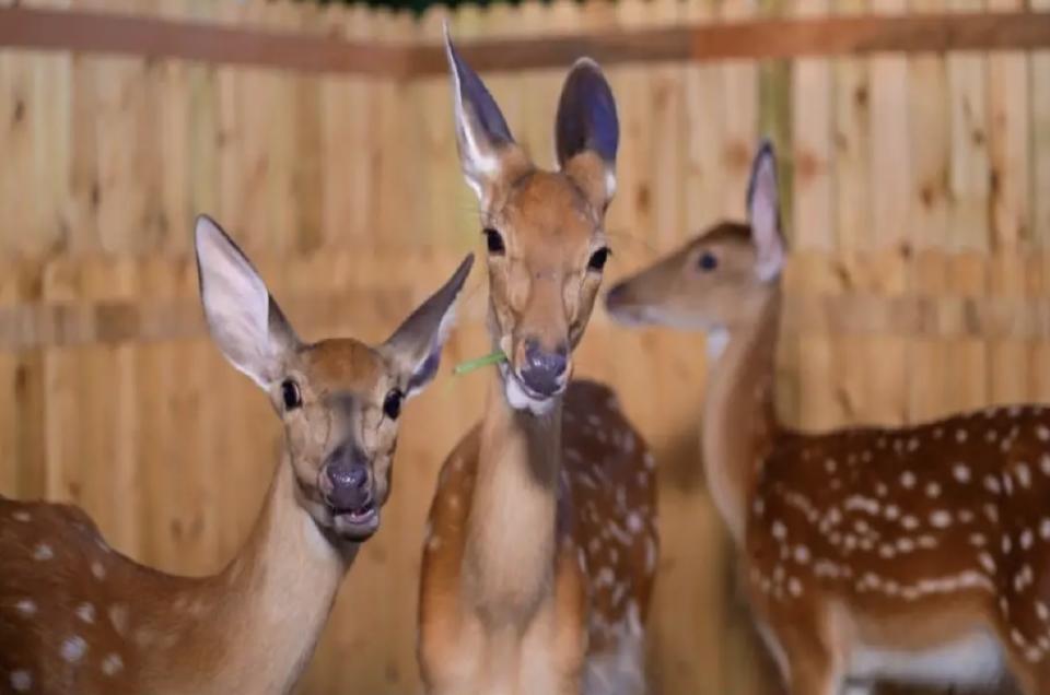 深圳好去處｜深圳室內動物園一日遊48折優惠！一大一小門票人均$49.5起零距離親親及餵食草泥馬、小浣熊、梅花鹿等20多種可愛動物