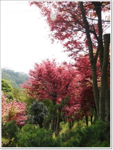 春天˙楓葉紅了~【台北奧萬大】賞楓好地方